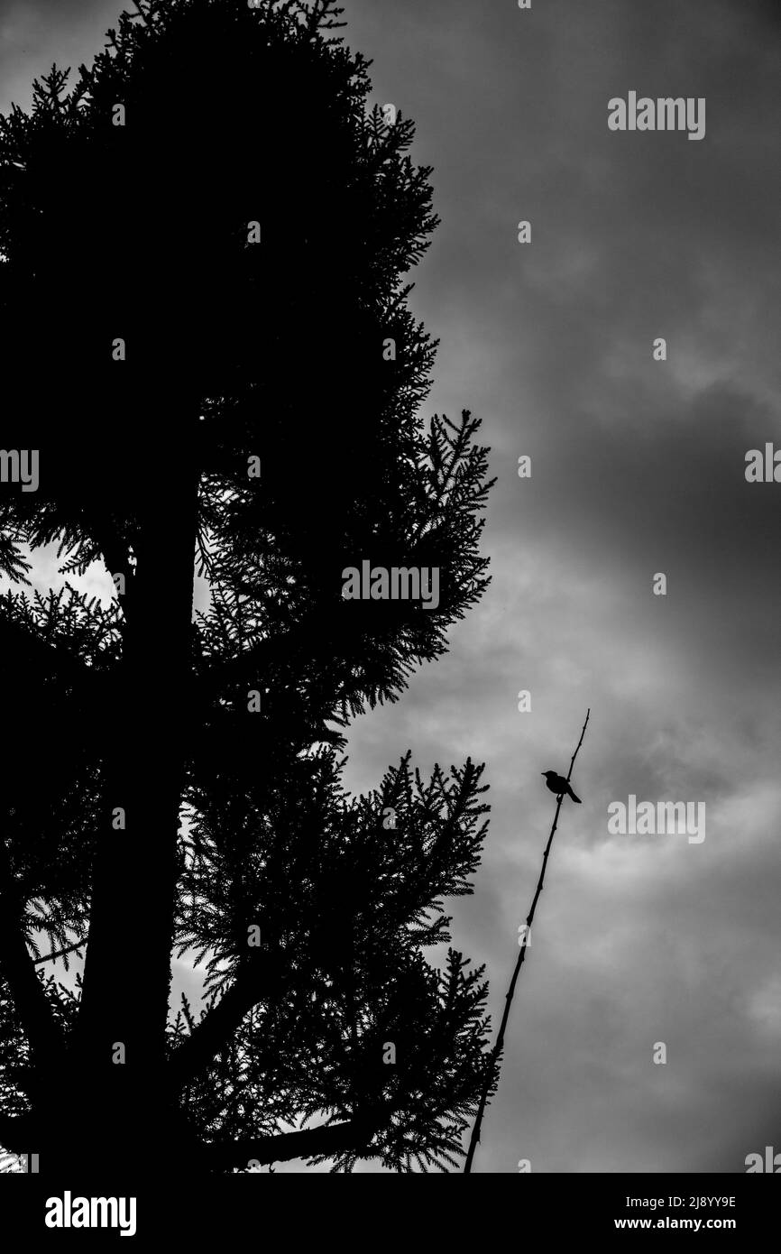 A black and white silhouette of a small perching bird on a twig with an overcast sky in the background. Dehradun uttarakhand India Stock Photo