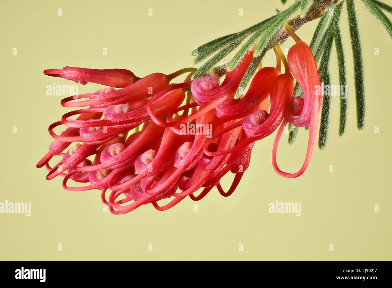 Isolated Grevillea preissii inflorescence. Australian native plant. Stock Photo