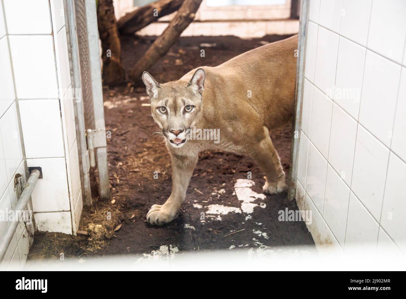 Munich, Germany. 19th May, 2022. Puma Pele roams through his enclosure at  the Munich animal shelter's sanctuary for reptiles and exotics. Police  officers had discovered him in March during a car check