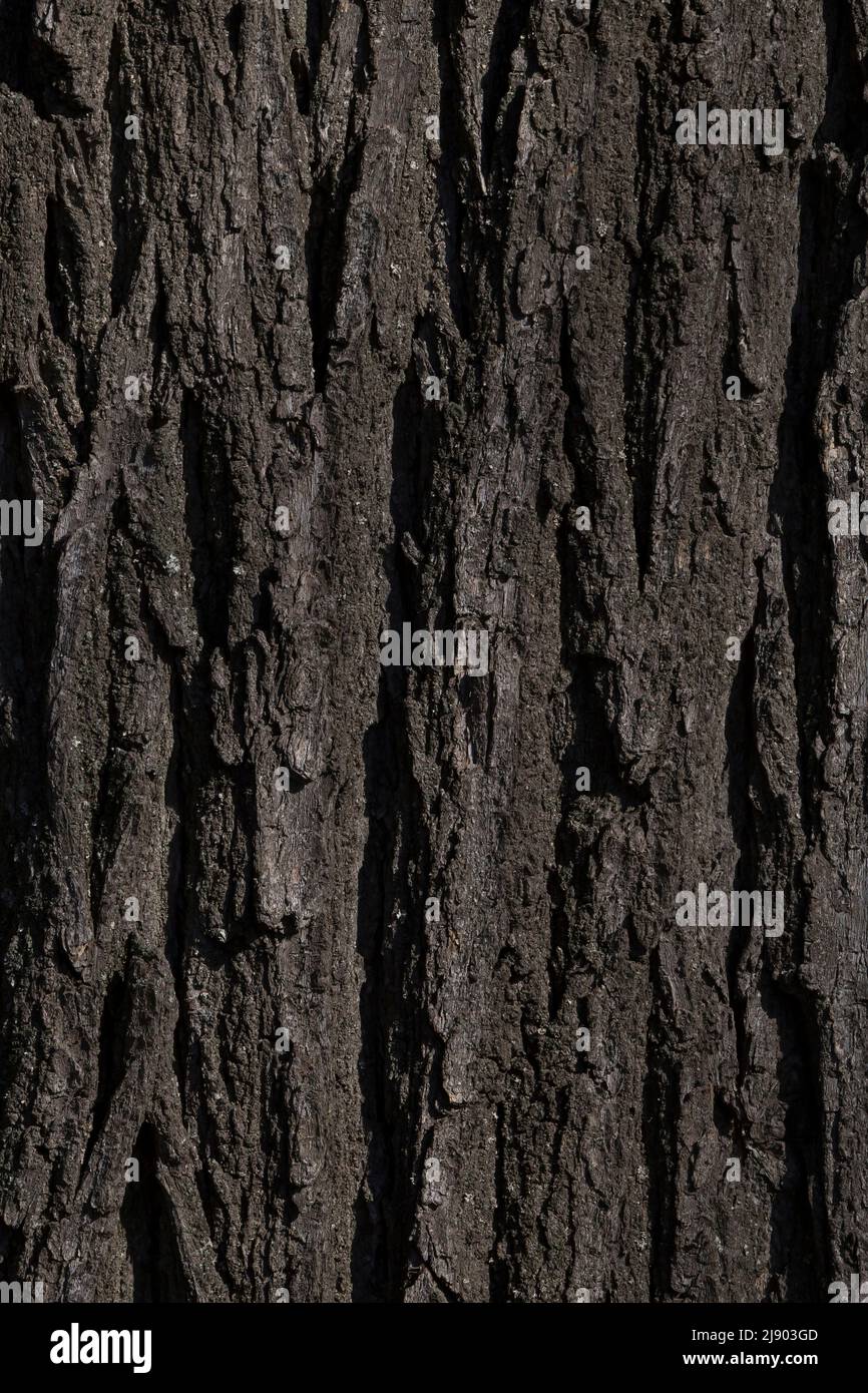 Bark old acacia tree hi-res stock photography and images - Alamy