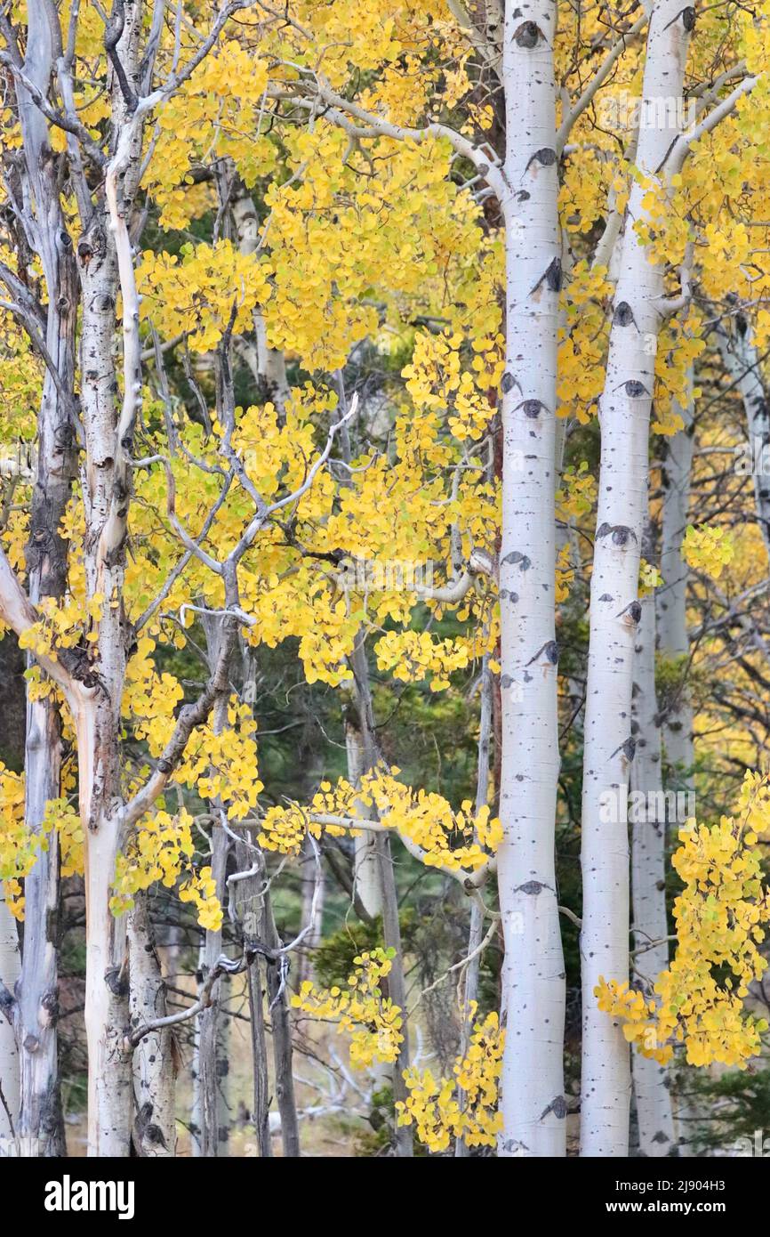 Fall leaf peeping at Grand Teton National Park Stock Photo