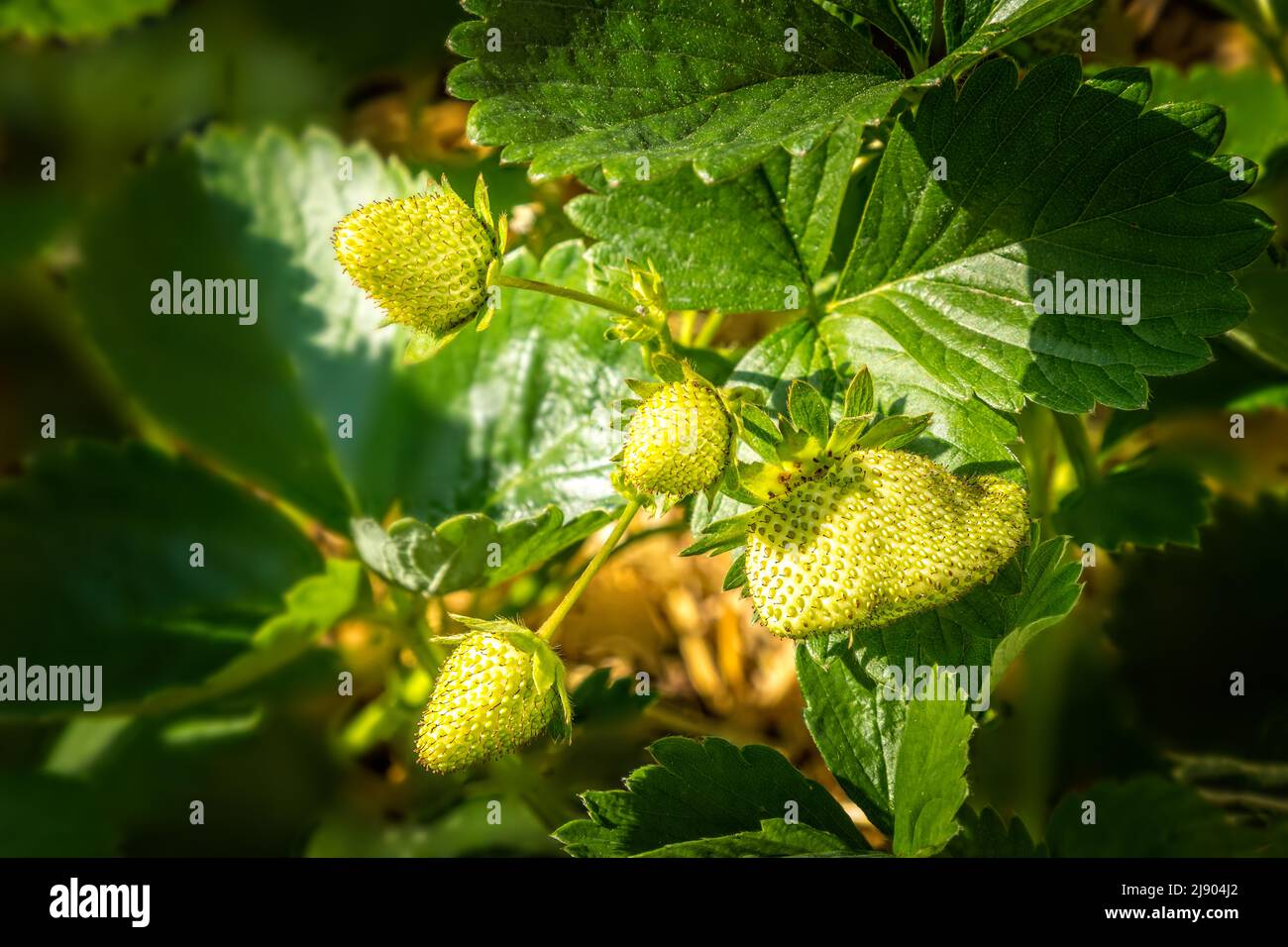 Green, unripe strawberries growing until they will turn red and ready to harvest Stock Photo