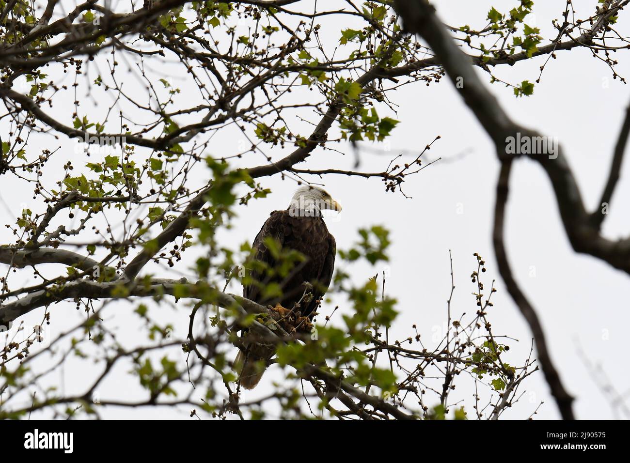 Adult female Bald Eagle perched in tree with green leaves Stock Photo