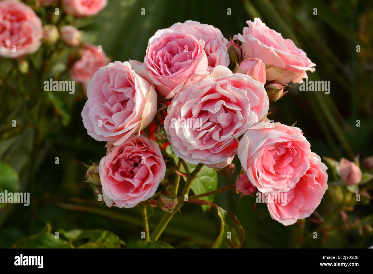 Rosas de color rosa en un rosal en un jardín en primavera Stock Photo