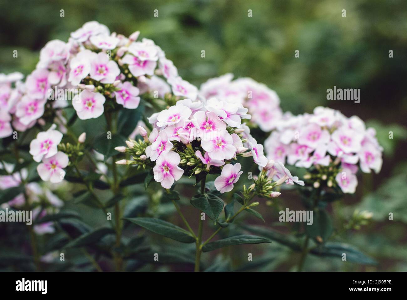 Garden phlox, Perennial phlox, Phlox paniculata pink flowers closeup Stock Photo