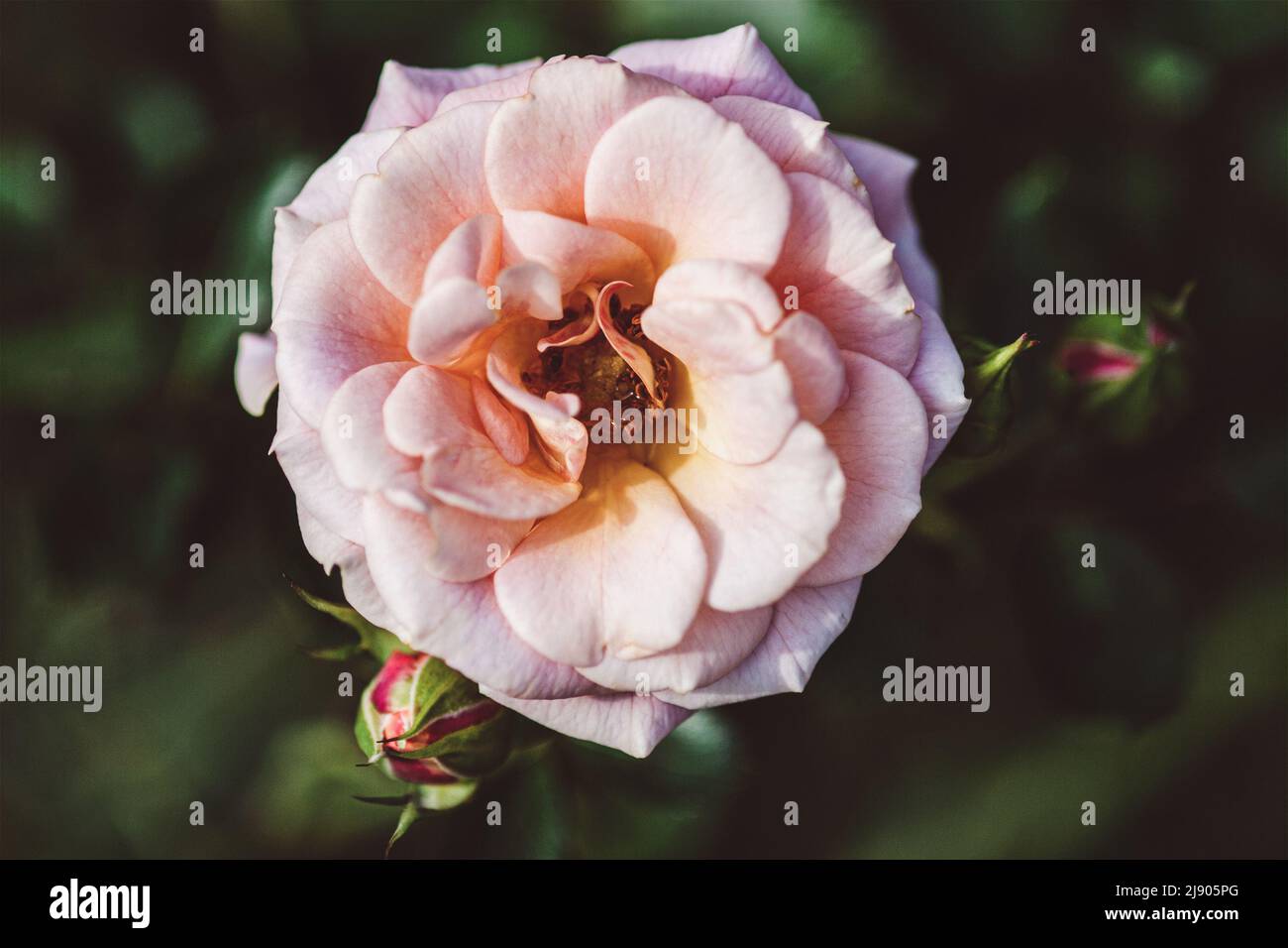 Pink garden rose - Absent Friends floribunda rose by Dickson, Ireland Stock Photo