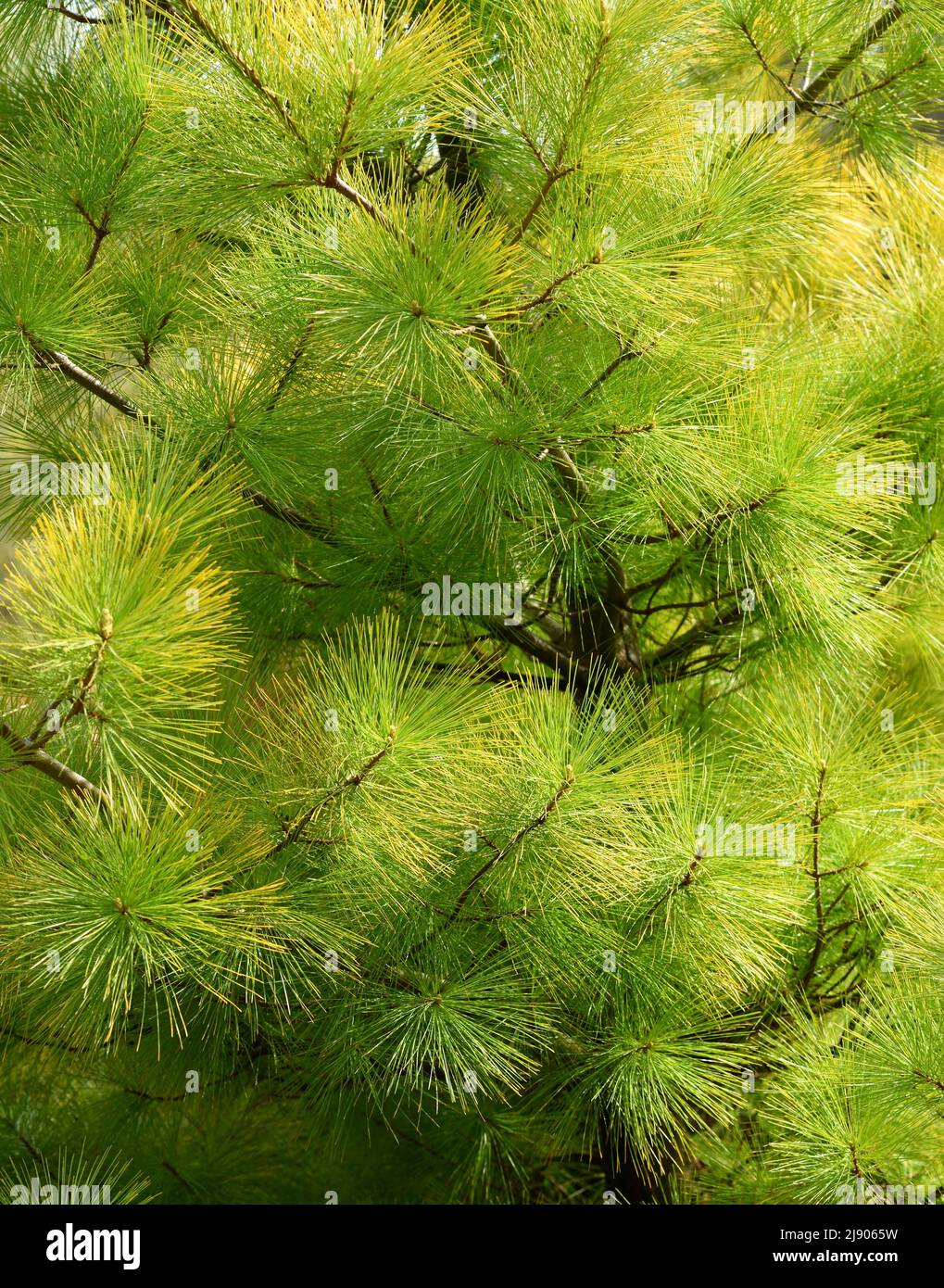 The pine needles of a Louie White Pine. Stock Photo