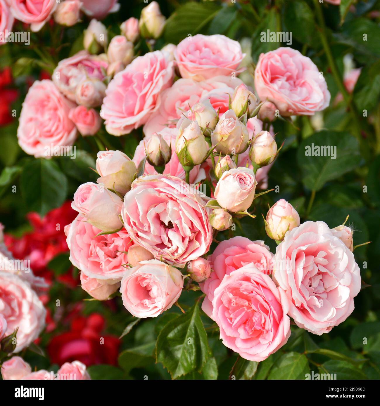 Rosas de color rosa en un rosal en un jardín en primavera Stock Photo