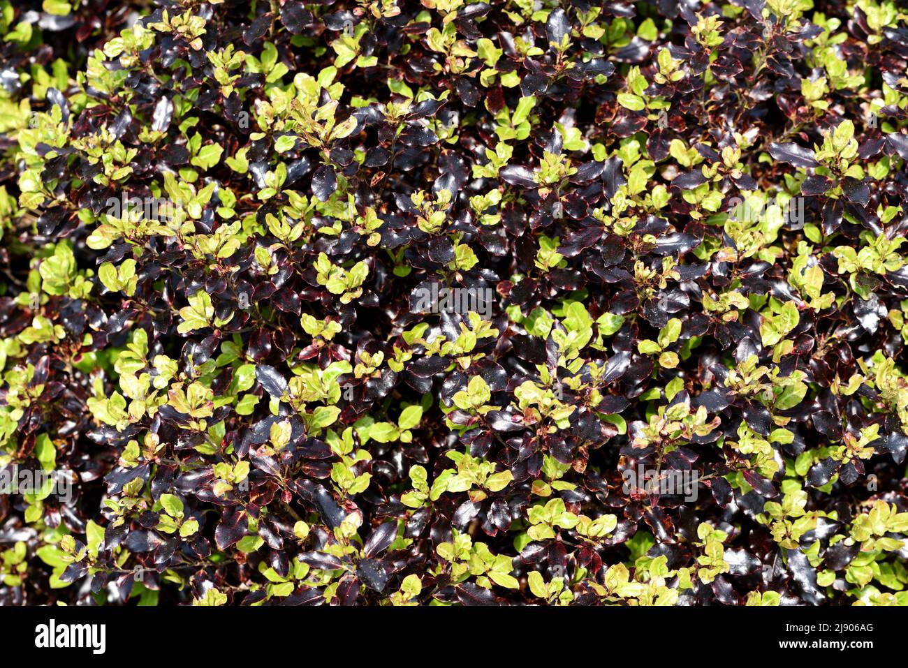 Pittosporum tenuifolium Tom Thumb. Stock Photo