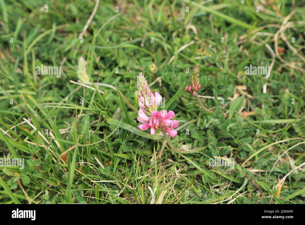 Onobrychis viciifolia growing on the chalk grassland of the Lydden Temple Ewell Nature Reserve above Temple Ewell, Dover, Kent, England, United Kingdo Stock Photo