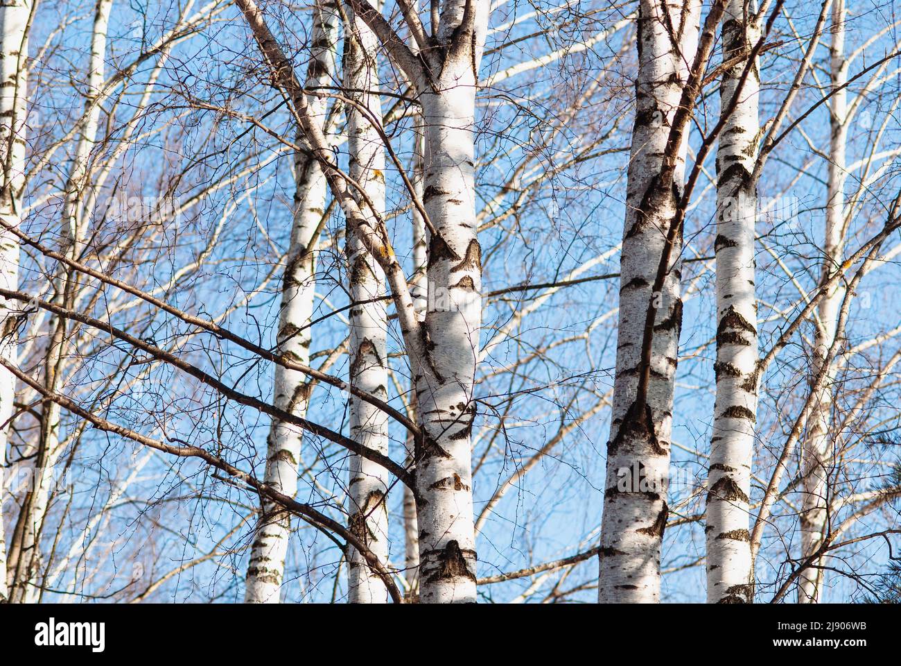 White birch trees in early spring on blue sky background Stock Photo