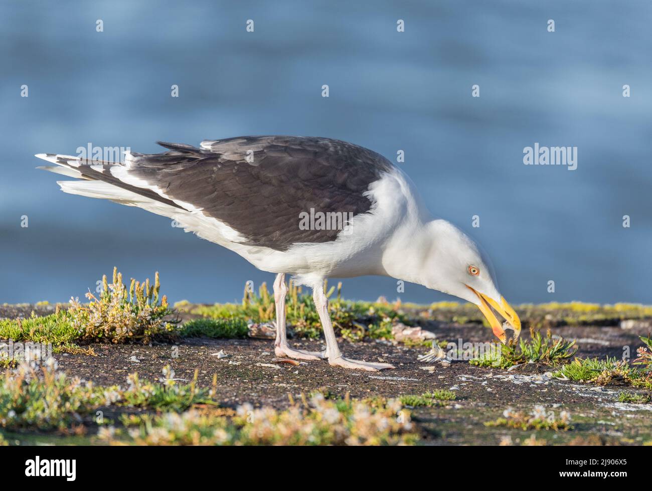 Cobh, Cork, Ireland. 19th May, 2022. A Herring Gull scavenging for food on a quay wall in Cobh, Co. Cork, Ireland.- Credit; David Creedon / Alamy Live News Stock Photo