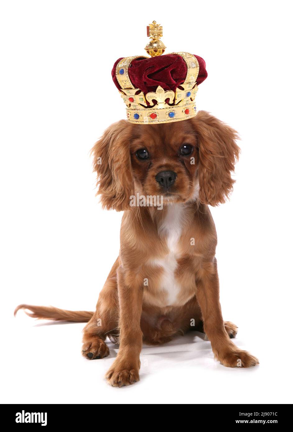 Cavalier king charles spaniel isolated on a white background Stock Photo