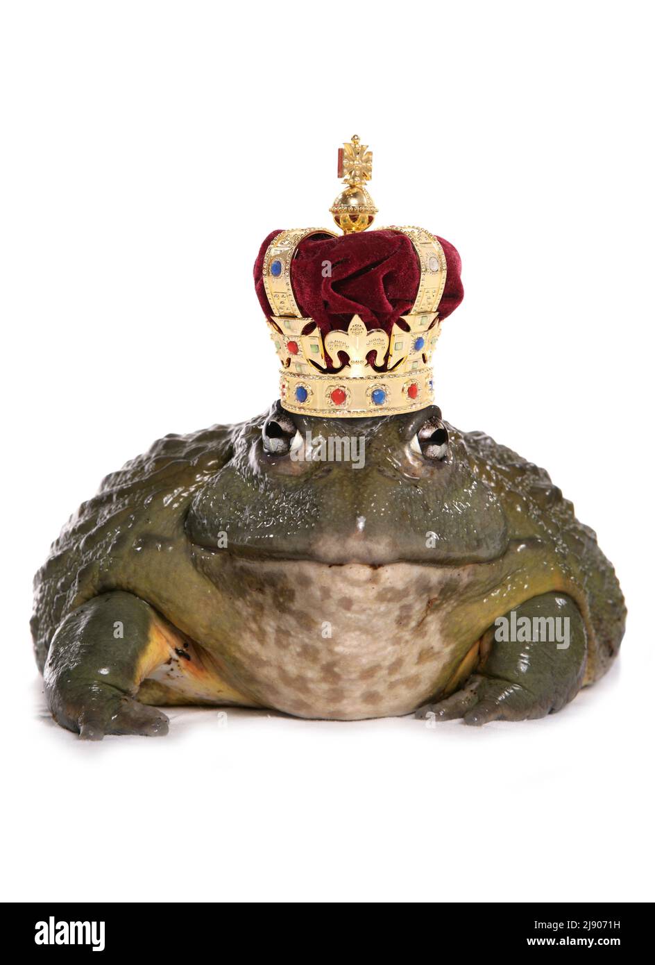 Prince charming frog isolated on a white background Stock Photo Alamy
