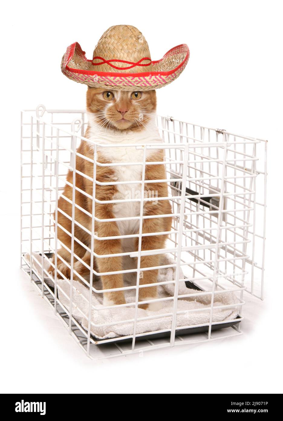 Cat going on holiday isolated on a white background Stock Photo