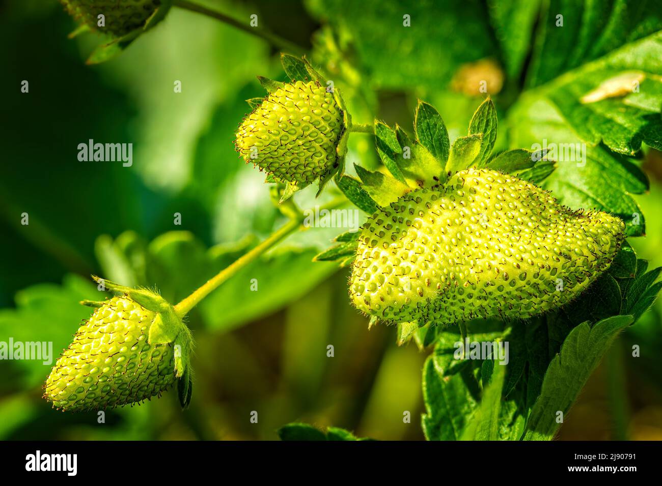 Green, unripe strawberries growing until they will turn red and ready to harvest Stock Photo