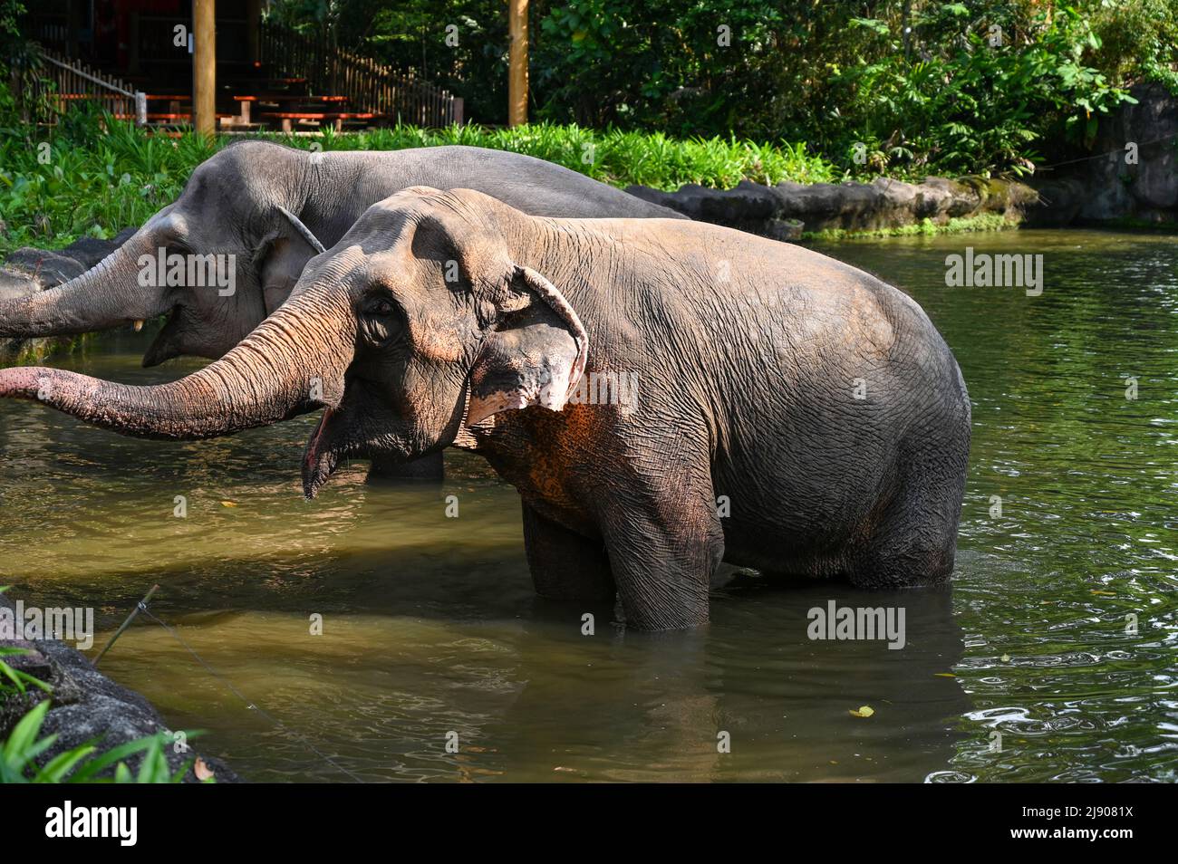 Two Elephants standing in a River submerge half of their body in water Stock Photo