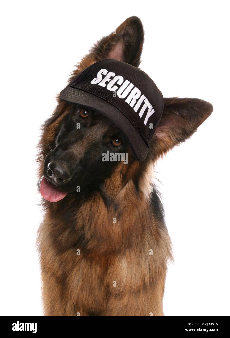 German shepherd security guard isolated on a white background Stock Photo