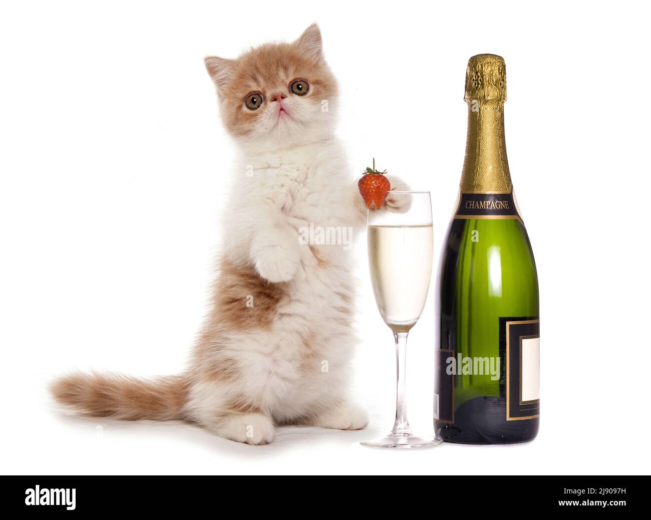Kitten with champagne and a glass isolated on a white background Stock Photo
