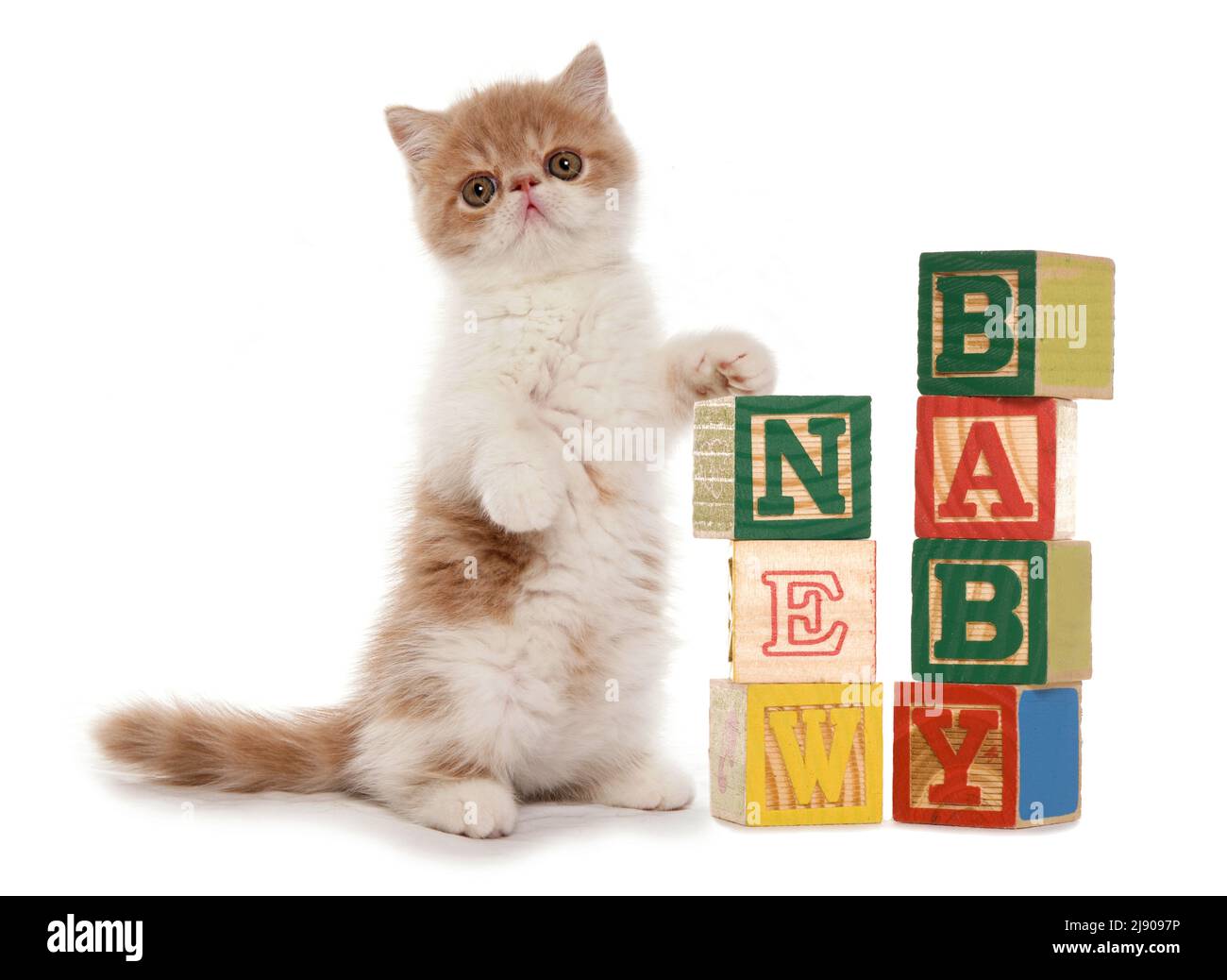 Kitten with new baby blocks isolated on a white background Stock Photo