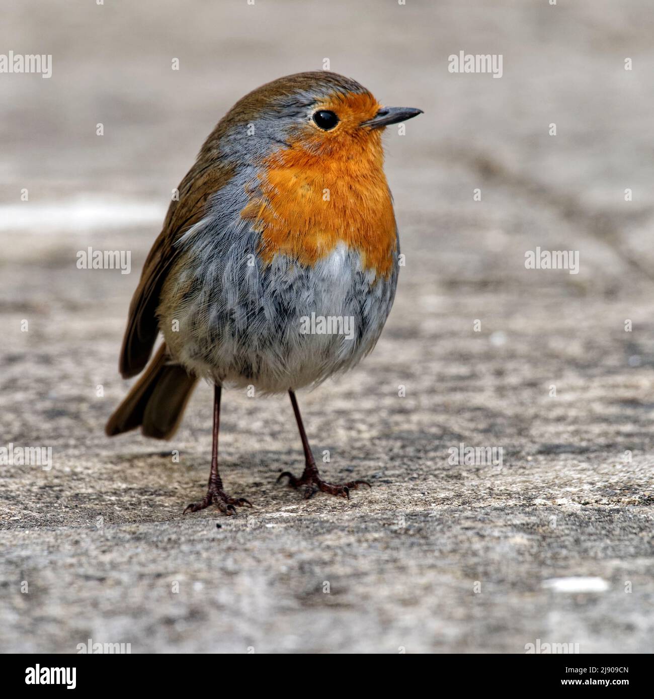 European Robin (Erithacus rubecula) or Robin Red Breast is a common bird ikn English gardens. A friendly bird it sings all year round. Stock Photo