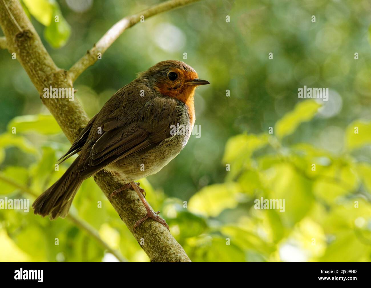 European Robin (Erithacus rubecula) or Robin Red Breast is a common bird ikn English gardens. A friendly bird it sings all year round. Stock Photo