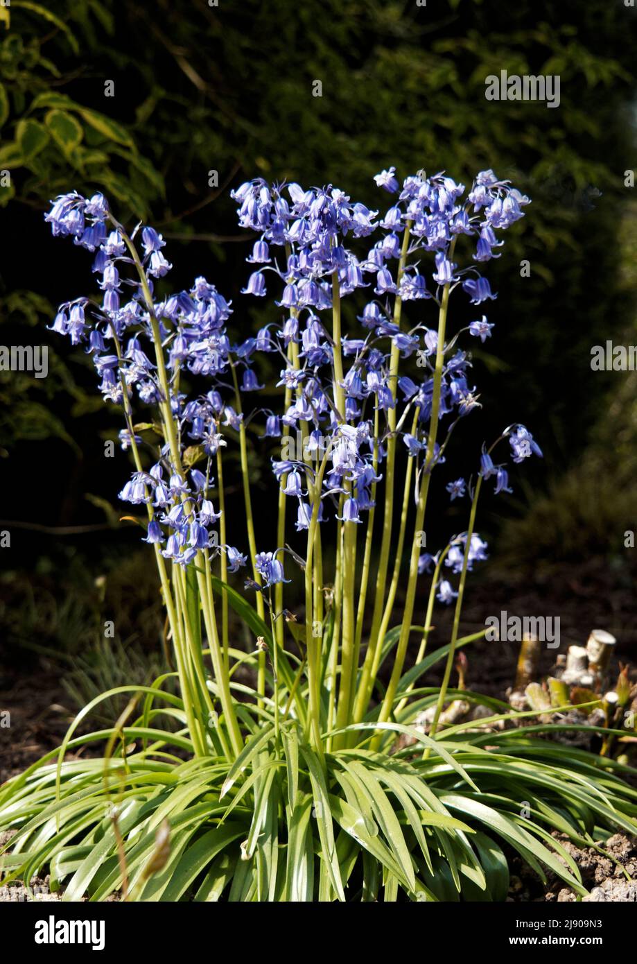 Bluebells are bell-shaped perennial herbs. spend the majority of their time underground as bulbs, emerging, often in droves in April and May. Stock Photo