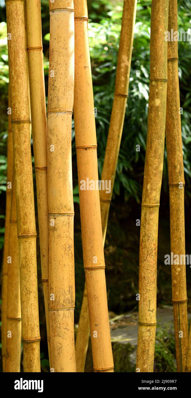 Large yellow canes of Chinese Timber Bamboo. Stock Photo