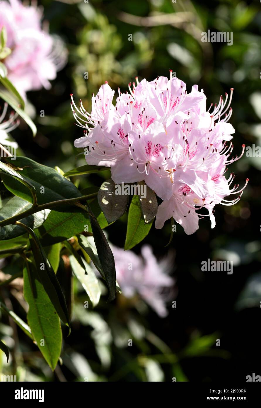 The lush Spring Bloom of Rhododendron davidsonianum. Stock Photo