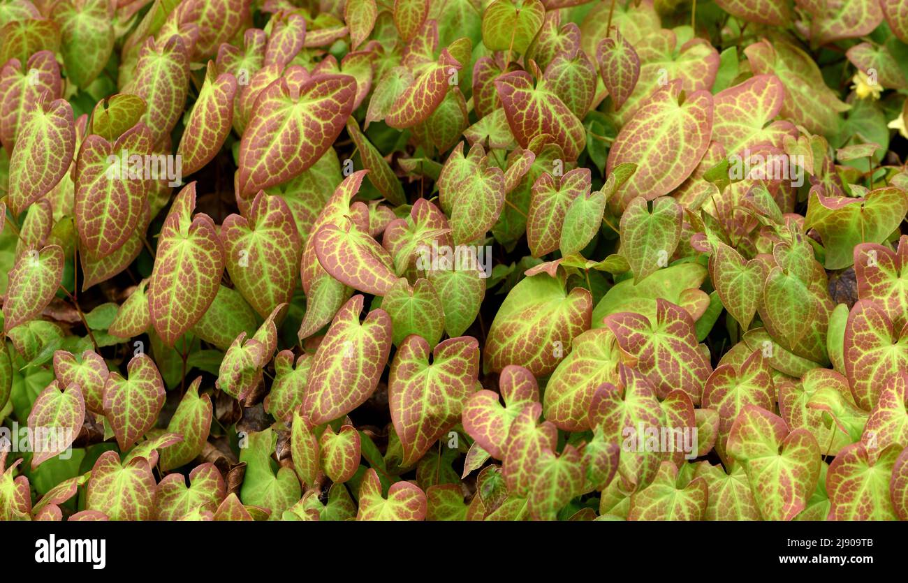 The foliage of Epimedium perralderianum. Stock Photo