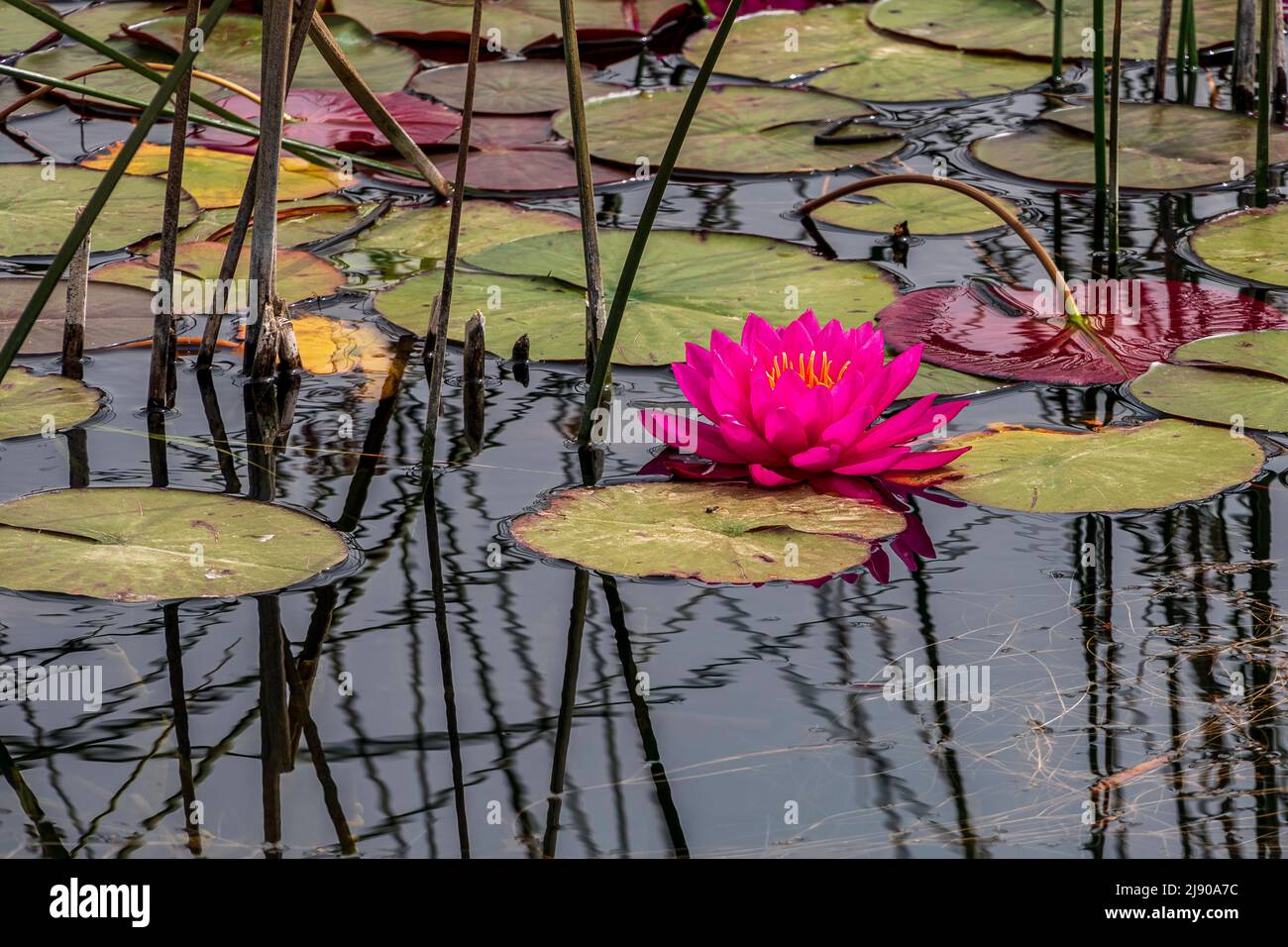Egyptian lily hi-res stock photography and images - Alamy
