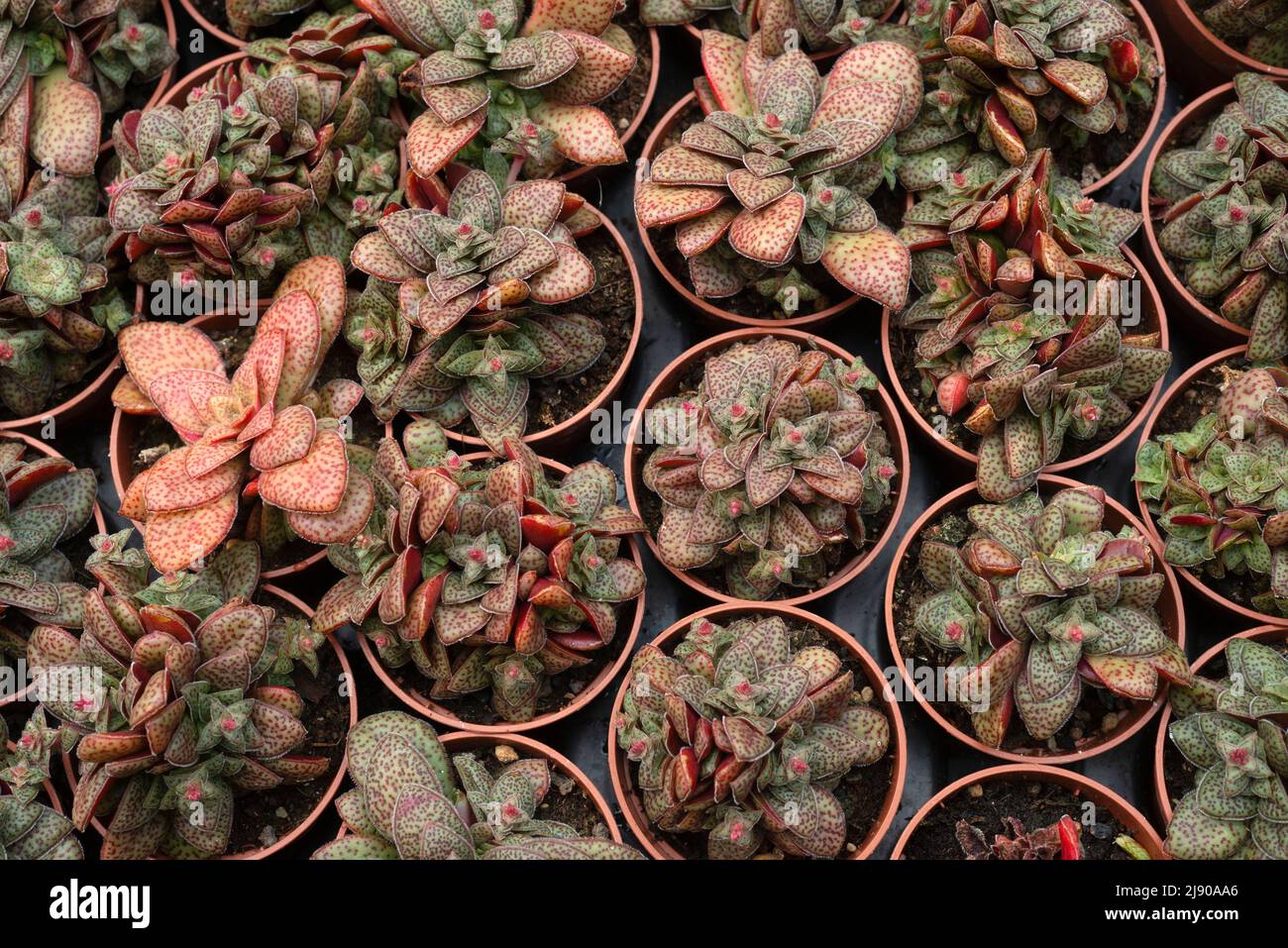 High Angle View Of Potted Crassula Exilis In Market Stock Photo