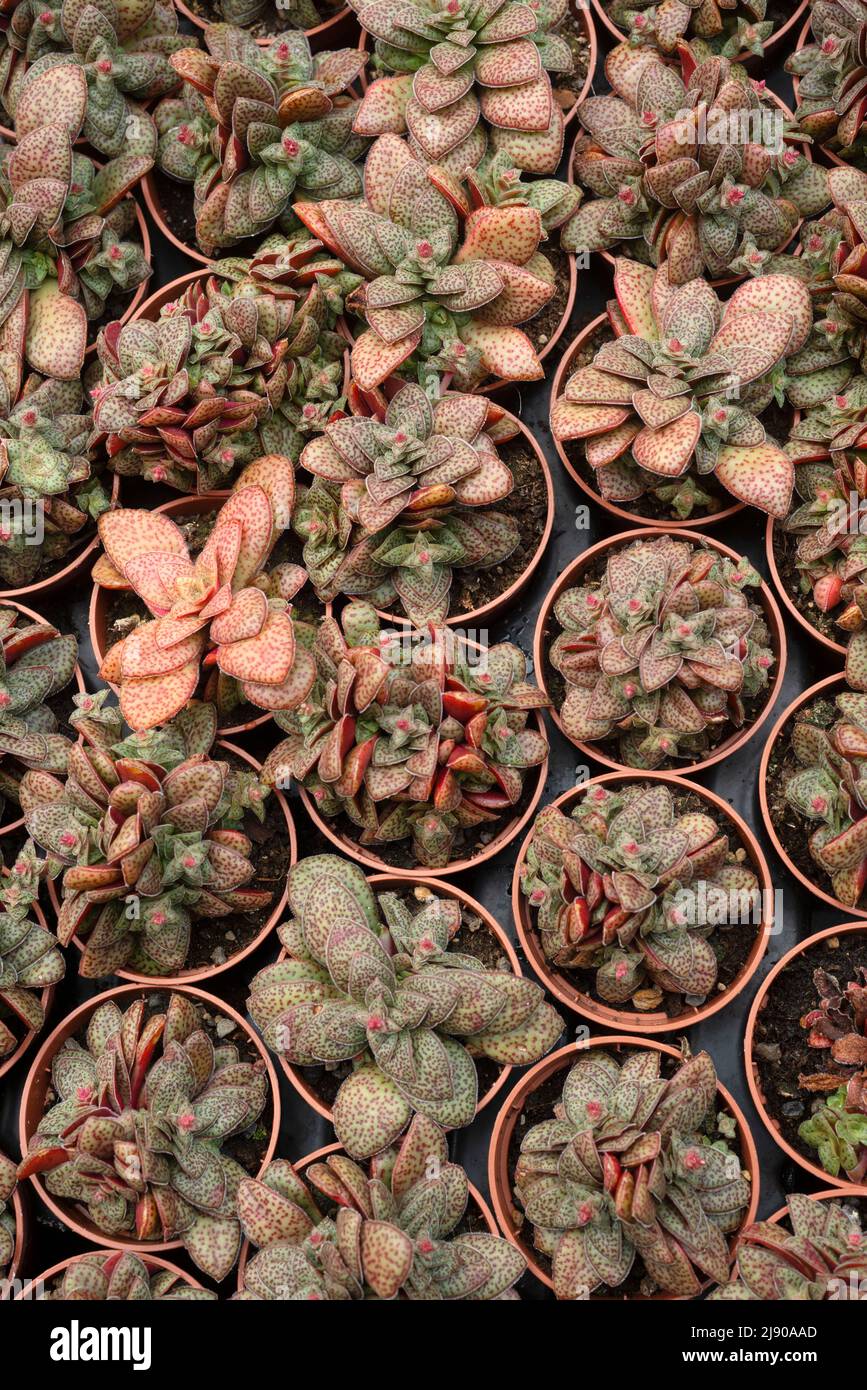 High Angle View Of Potted Crassula Exilis In Market Stock Photo