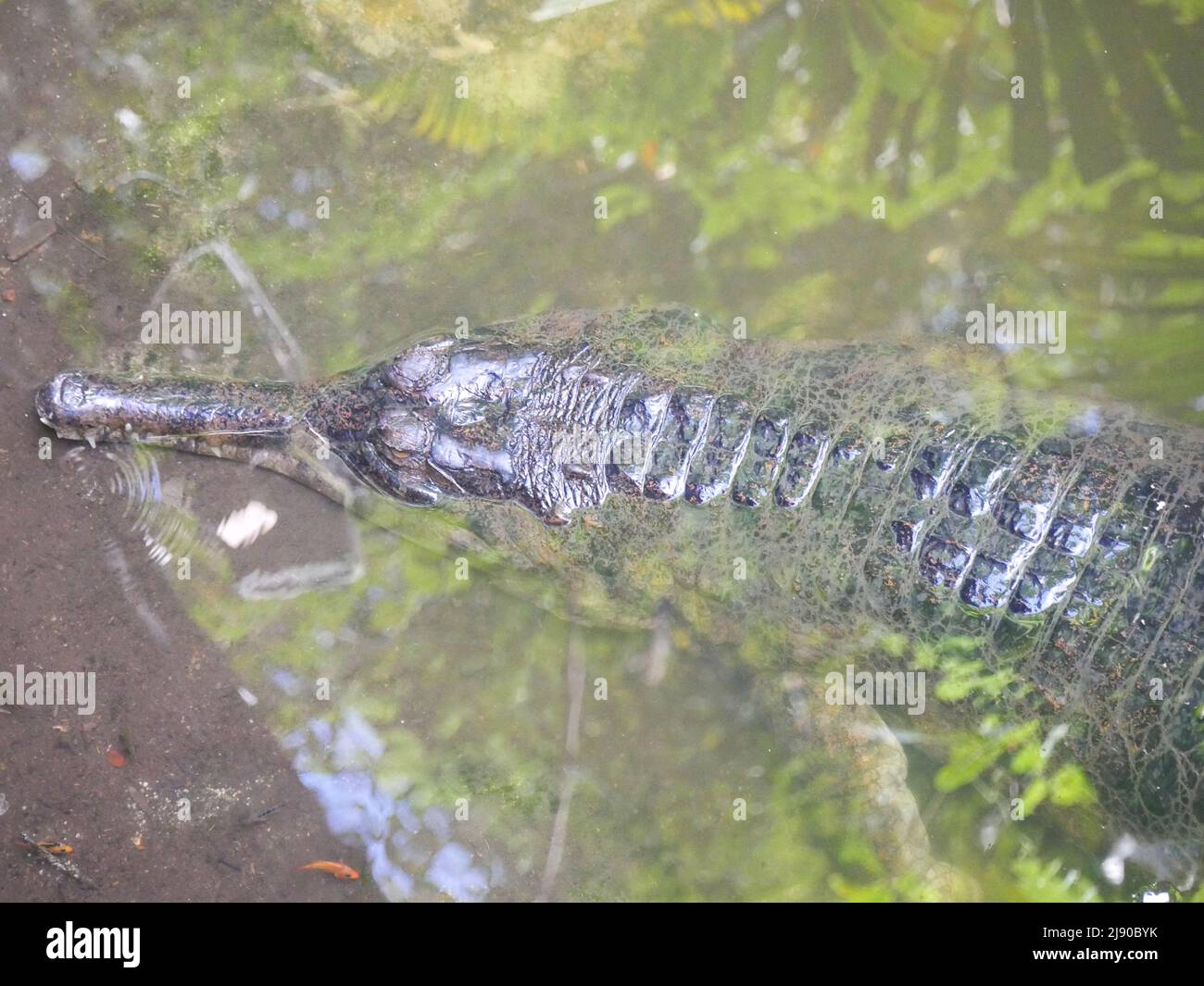 Gharial also known as gavial or fish-eating crocodile resting in water Stock Photo