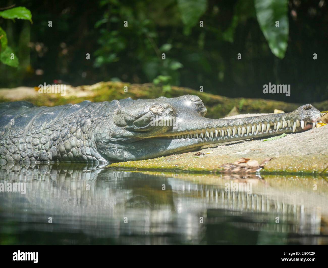 Gharial also known as gavial or fish-eating crocodile resting in water Stock Photo