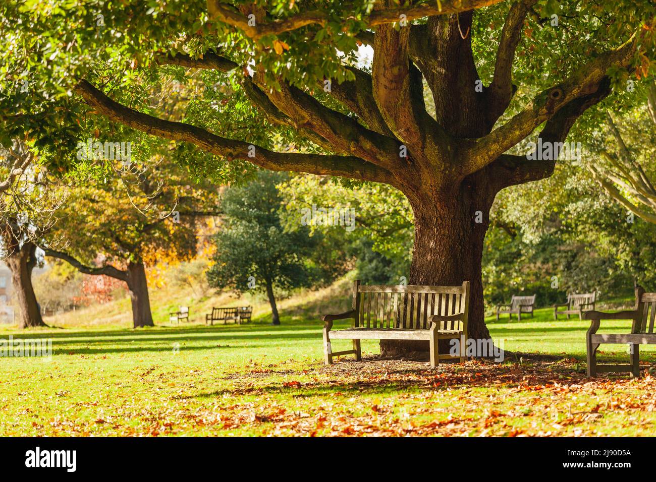 Wooden bench under the tree in the Royal Botanic Gardens, London, UK Stock Photo
