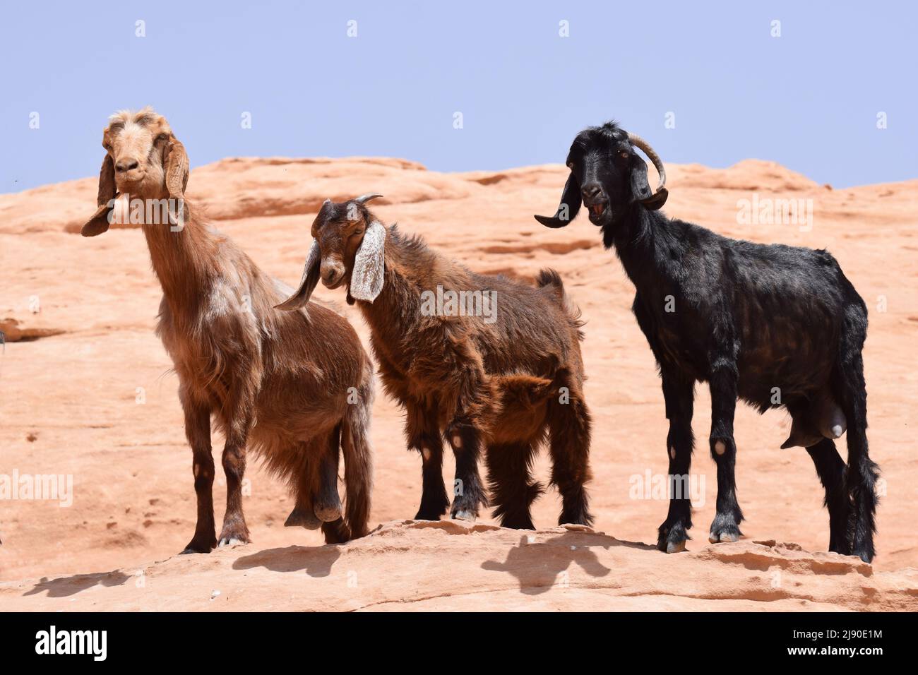3 goats standing on high rocks Stock Photo