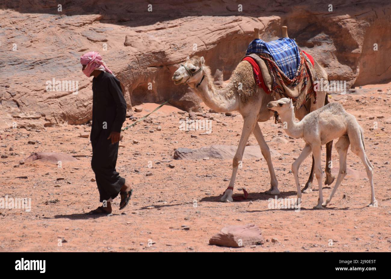 A bedouin man leading an adult and a baby camel through the rocky terrain of Wadi Rum in Jordan Stock Photo