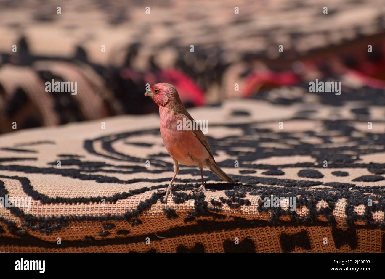 A male Sinai Rosefinch bird standing on an ornate arabian rug in a desert camp in Wadi Rum. The Sinai Rosefinch is the National bird of Jordan Stock Photo