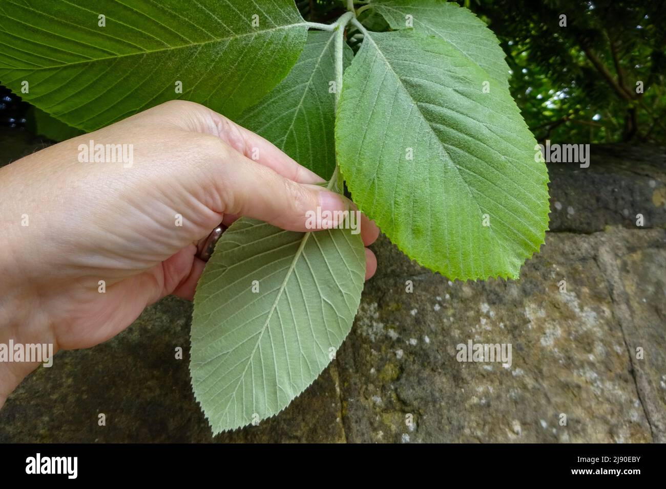 The tree, Round Leaved Whitebeam - Sorbus eminens in a garden in the UK. Stock Photo
