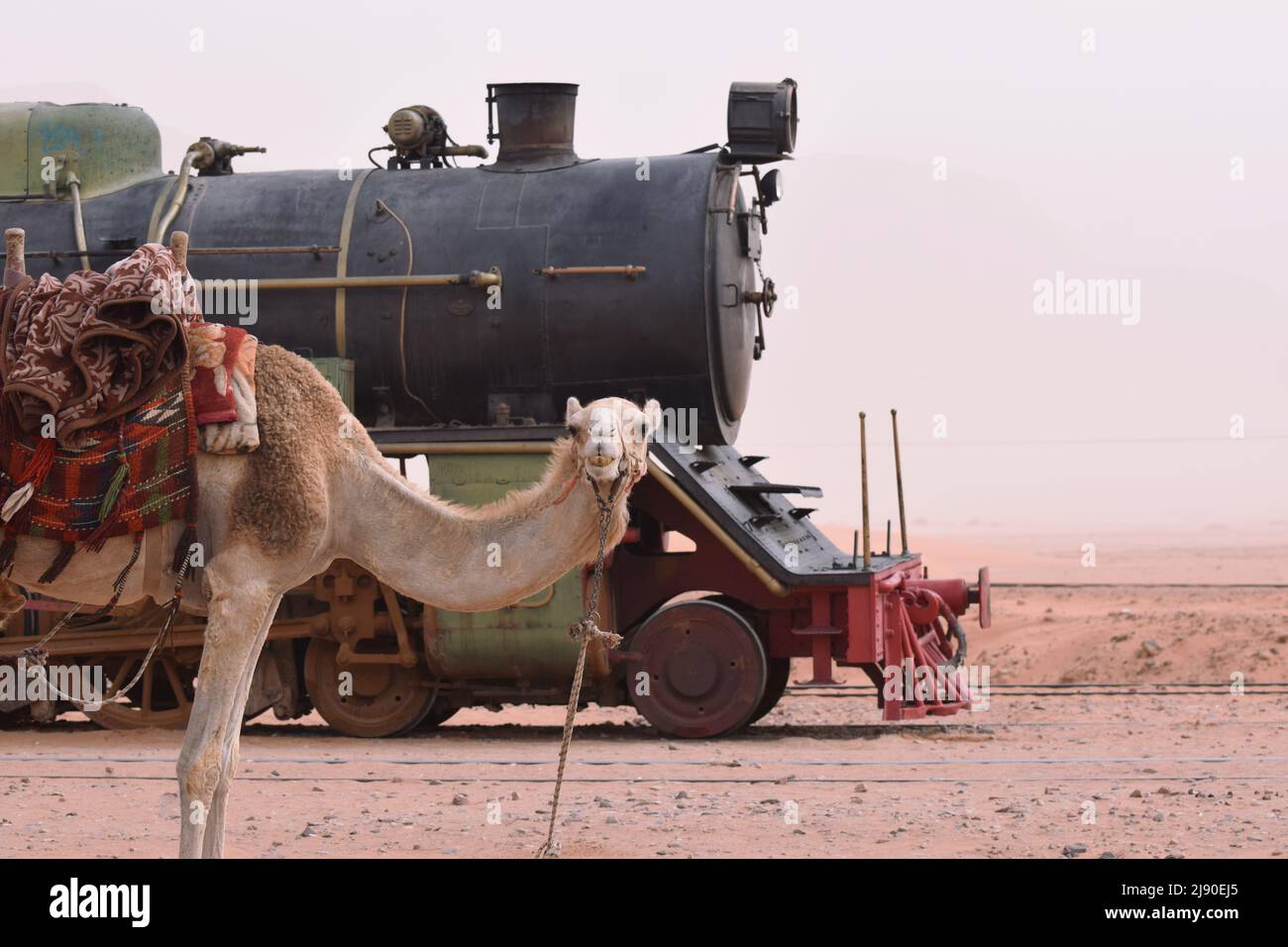 A Bedouin’s camel standing in front of a vintage steam train locomotive engine in the desert of Wadi Rum in Jordan Stock Photo