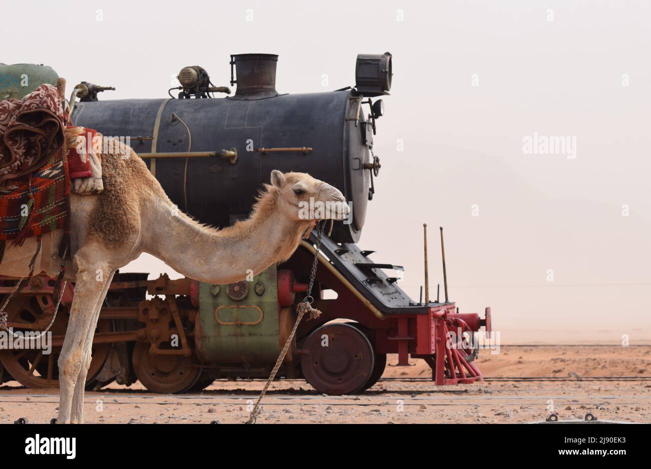 A Bedouin’s camel standing in front of a vintage steam train locomotive engine in the desert of Wadi Rum in Jordan Stock Photo