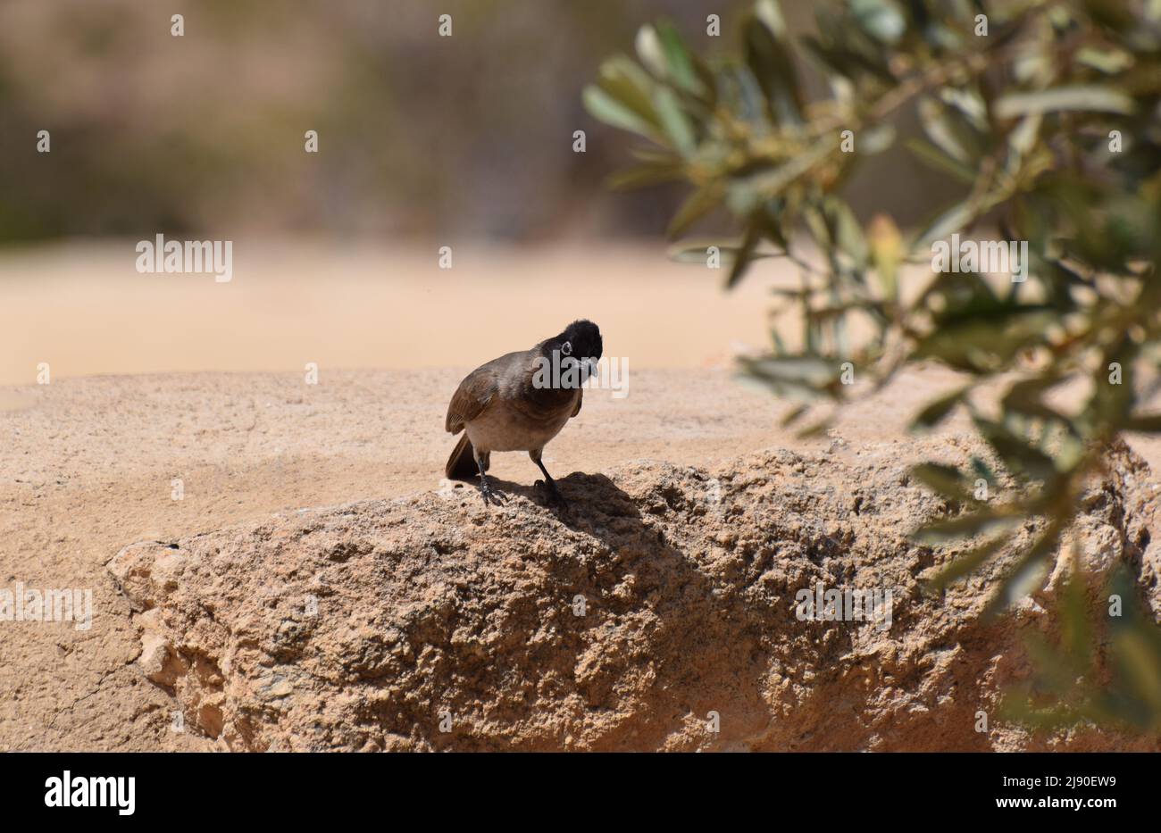 A Common Bulbul bird Pycnonotus barbatus standing on a desert rock looking inquisitive Stock Photo
