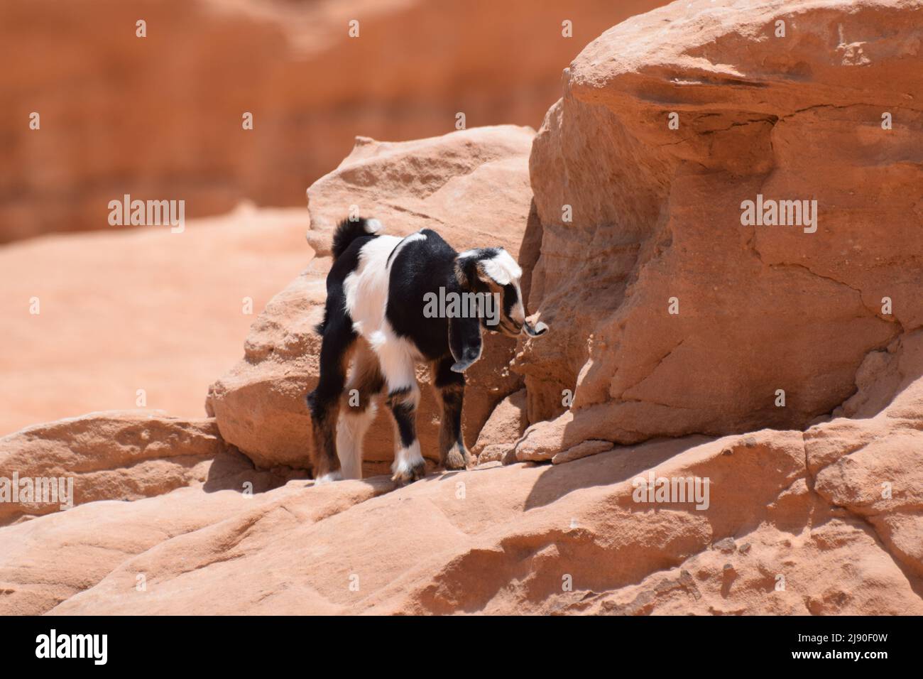 A baby black and white goat on desert rocks Stock Photo