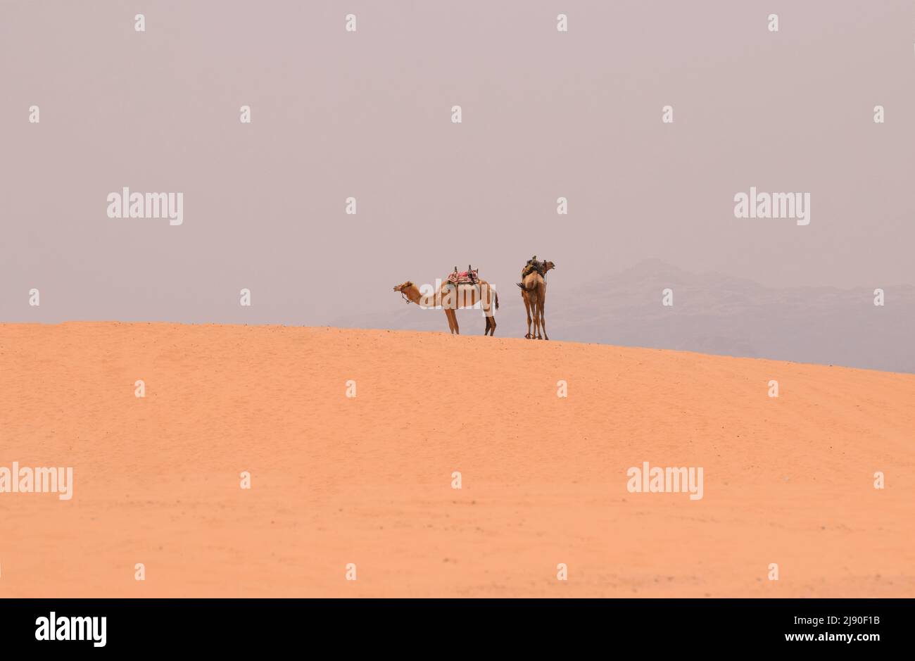 Two bedouin camels standing together on a sand dune in the desert Stock Photo
