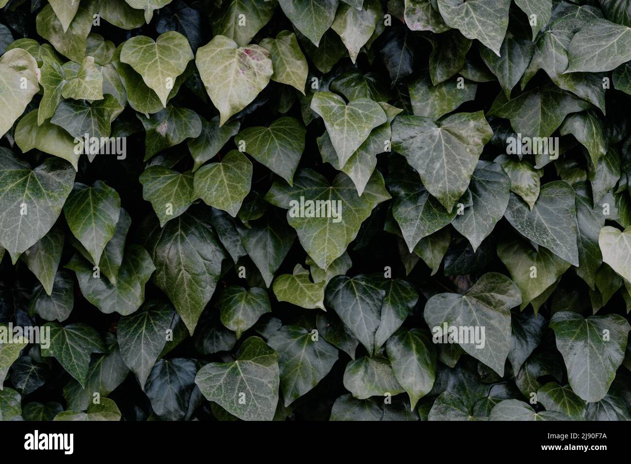 Green ivy vine climbing the wall natural background Stock Photo - Alamy