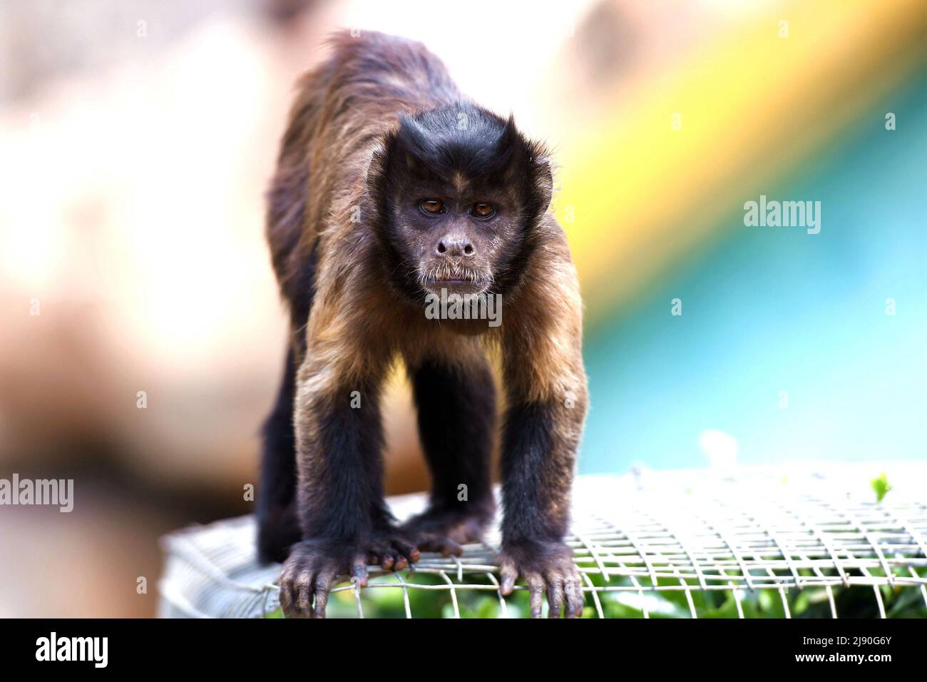 SHANGHAI, CHINA MAY 19, 2022 Blackcapped hanging monkeys play at