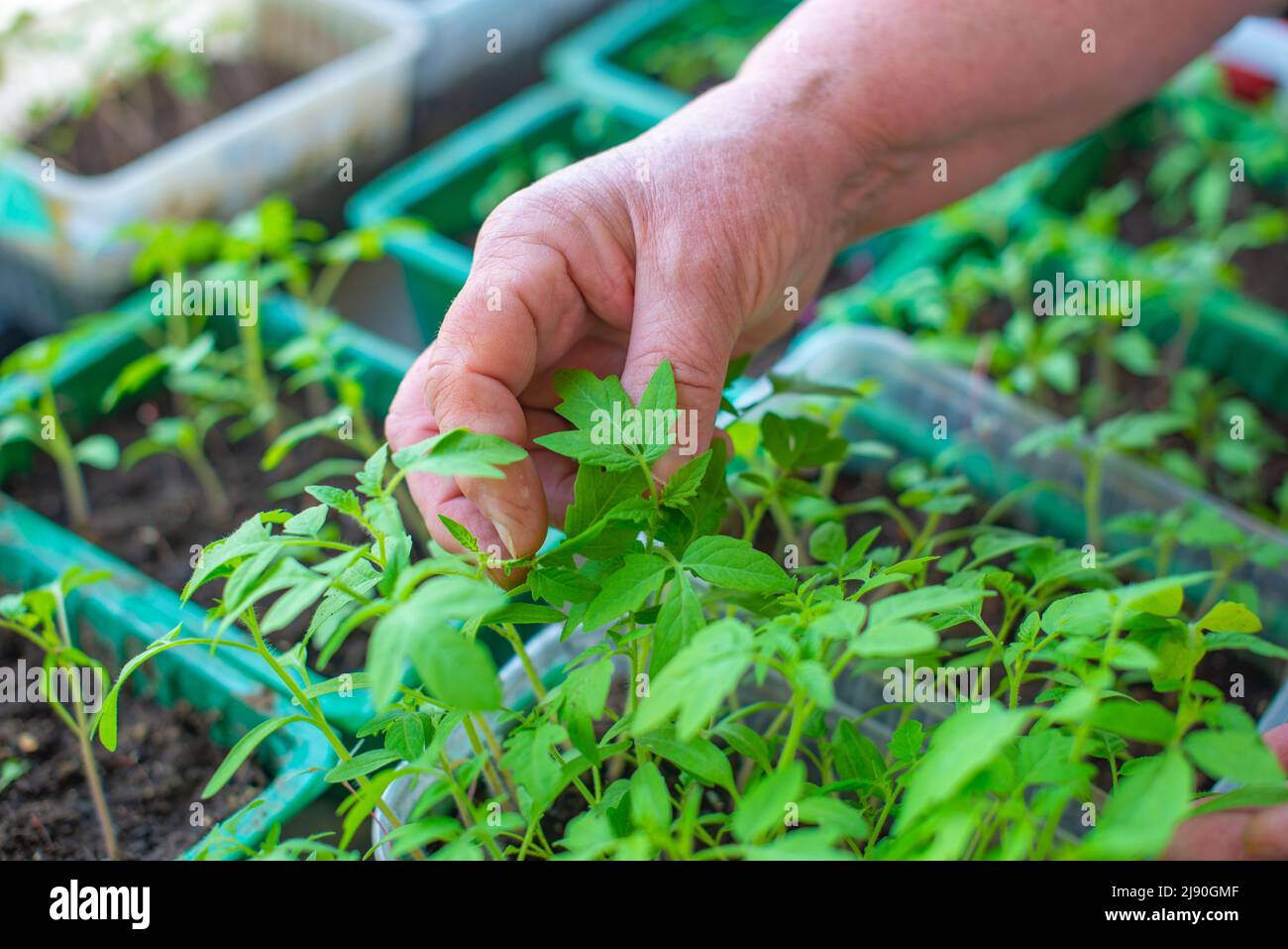 tomato seedlings grow in the ground in pots Stock Photo Alamy