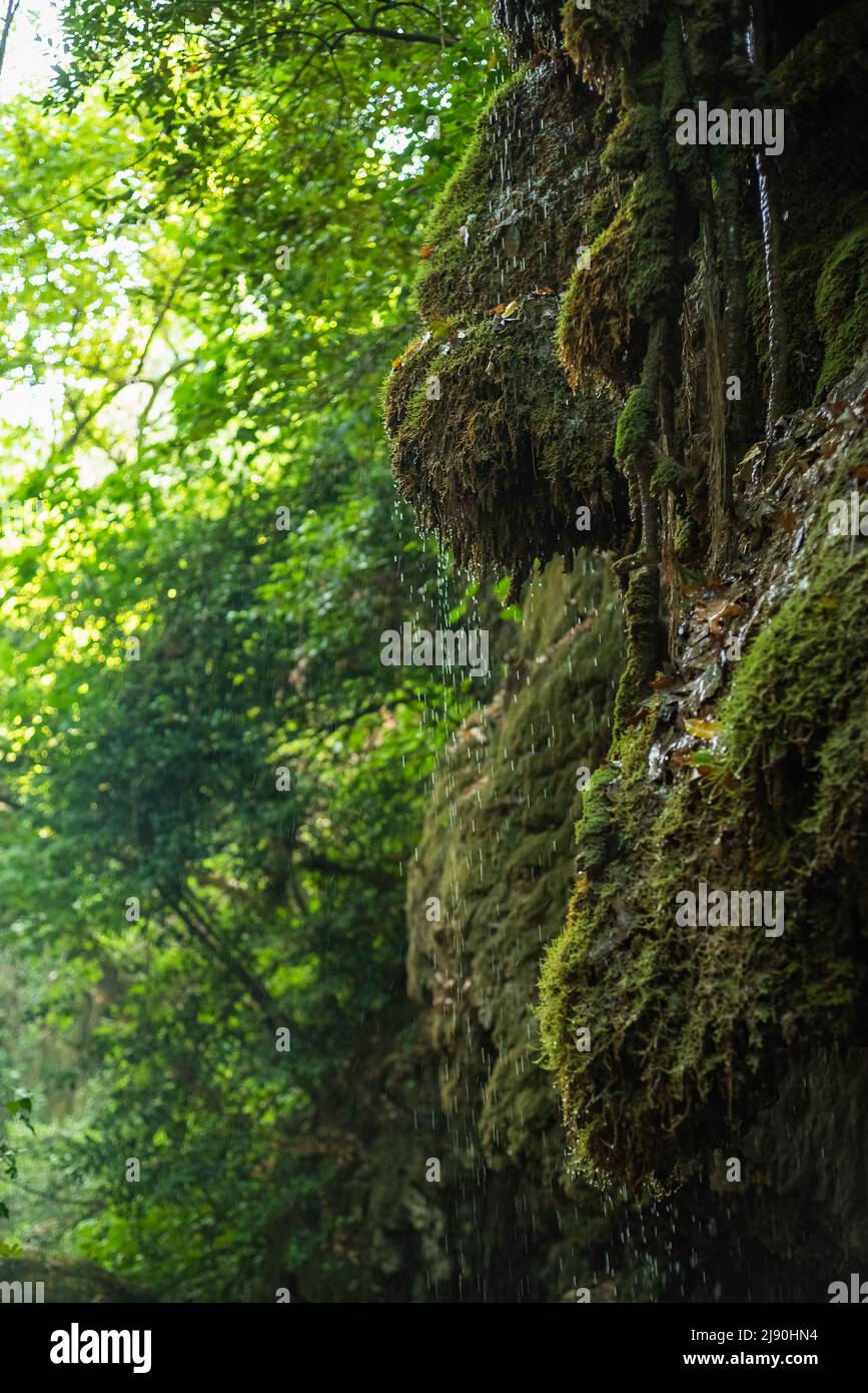 Mossy rocks and tree roots in Ida Mountain National Park. Edremit, Balikesir, Turkey. Crying waterfall (Aglayan Selale) Stock Photo