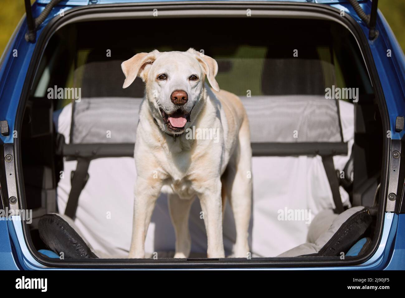 Dog enjoying road trip. Happy labrador retriever standing in car trunk. Stock Photo